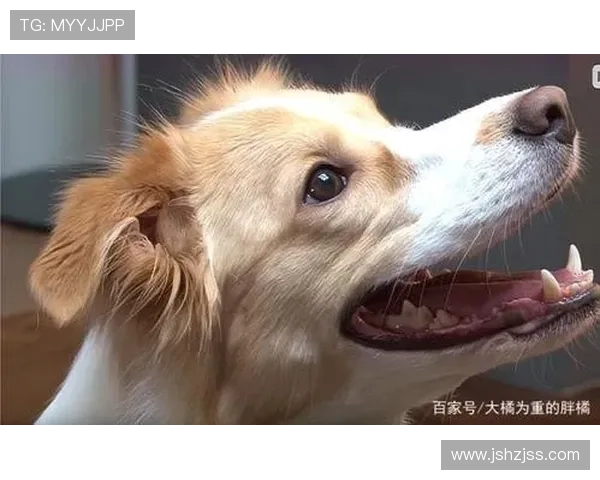 狗狗意外撞脸足球明星引发网友热议趣味瞬间成网络新宠 狗狗意外撞脸足球明星引发网友热议趣味瞬间成网络新宠